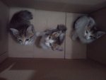 Bella &amp; Kids - Domestic Short Hair Cat