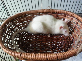 Sparkle asleep in her basket.