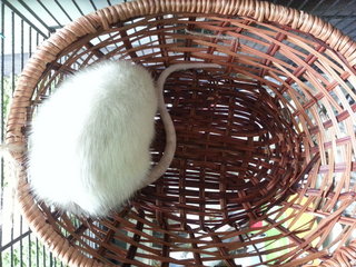 Sparkle in her basket curled up to sleep.