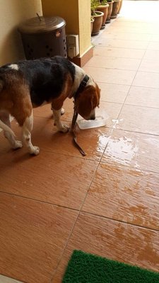 Beagle - Beagle Dog