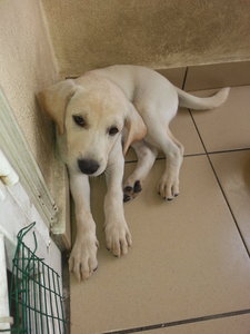 Beauty - Mixed Breed Dog