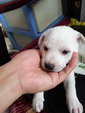 Sweeties Puppies - Mixed Breed Dog