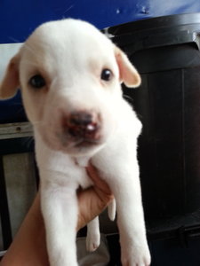 Sweeties Puppies - Mixed Breed Dog