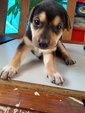 Sweeties Puppies - Mixed Breed Dog