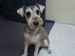 Male Schnauzer For Adoption Pj - Schnauzer Dog