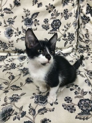 Jack Jr. - Domestic Short Hair + Tuxedo Cat