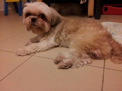 Unknown (Found Shih Tzu) - Shih Tzu Dog