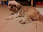 Unknown (Found Shih Tzu) - Shih Tzu Dog