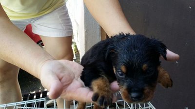 PF60611 - Rottweiler Dog