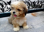 Champagne - Shih Tzu Dog