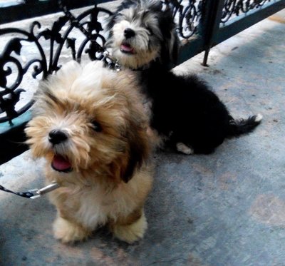 Tuxedo And Champagne - Shih Tzu Dog