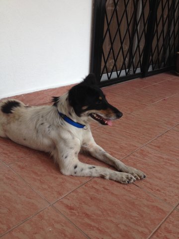 Lucky - Mixed Breed Dog