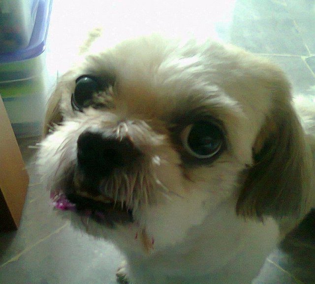 Teddy - Shih Tzu Dog