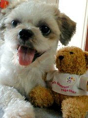 Teddy - Shih Tzu Dog