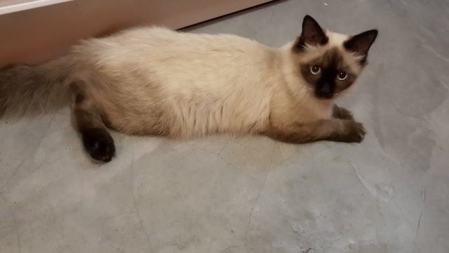 Mix Persian Kitten - Persian + Birman Cat