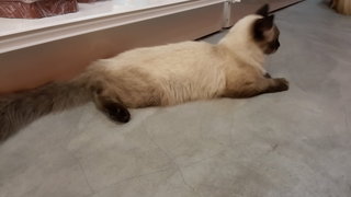 Mix Persian Kitten - Persian + Birman Cat