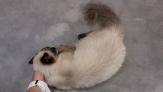Mix Persian Kitten - Persian + Birman Cat
