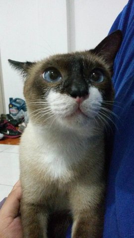 Donut - Snowshoe + Siamese Cat