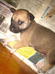 Boxer - Mixed Breed Dog