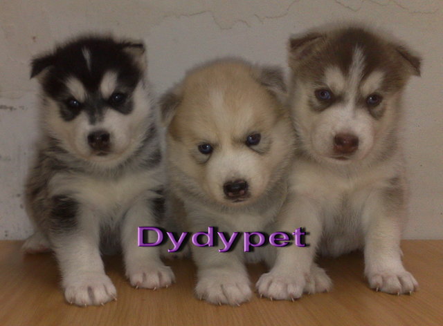 Puppies Siberian Husky - Siberian Husky Dog