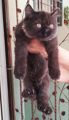 Blackie - Persian Cat