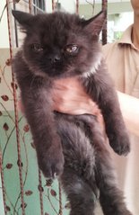 Blackie - Persian Cat