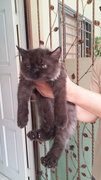 Blackie - Persian Cat