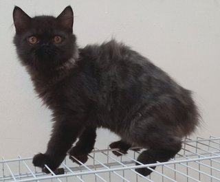 Blackie - Persian Cat