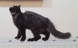 Blackie - Persian Cat