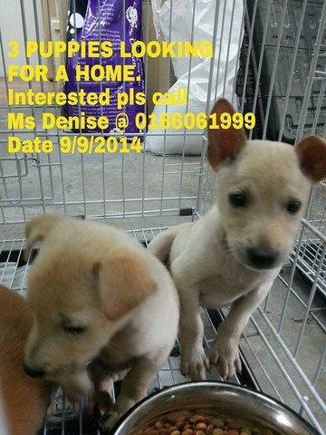 Jie Jie &amp; Mei Mei - Shiba Inu + Labrador Retriever Dog
