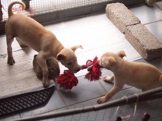 playful and energetic puppies