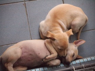 They can fight like going to kill each other, they can sleeping deeply like this too.