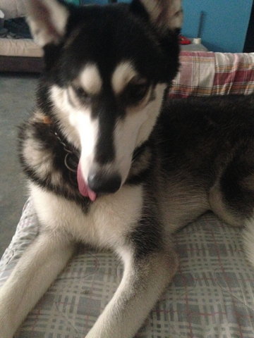 Buddy  - Husky Dog