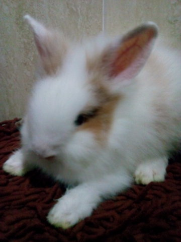 Lionhead3 - Lionhead + Angora Rabbit Rabbit