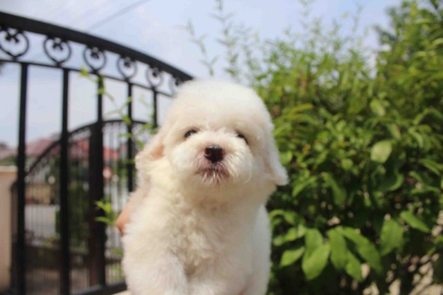 Taiwan White Tiny Poodle Puppy - Poodle Dog