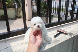 Taiwan White Tiny Poodle Puppy - Poodle Dog