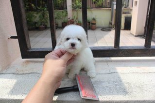 Taiwan White Tiny Poodle Puppy - Poodle Dog