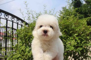 Taiwan White Tiny Poodle Puppy - Poodle Dog