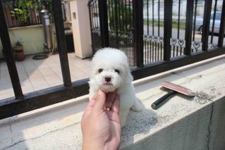 Taiwan White Tiny Poodle Puppy - Poodle Dog