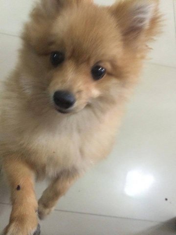 Booby - Pomeranian Dog