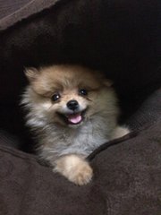 Booby - Pomeranian Dog