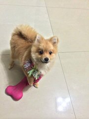 Booby - Pomeranian Dog