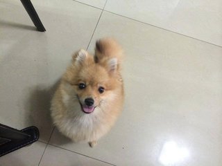 Booby - Pomeranian Dog