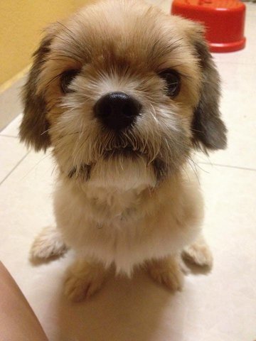 Cha Cha - Shih Tzu Dog