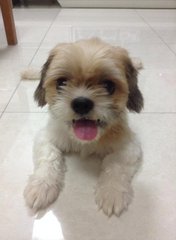 Cha Cha - Shih Tzu Dog