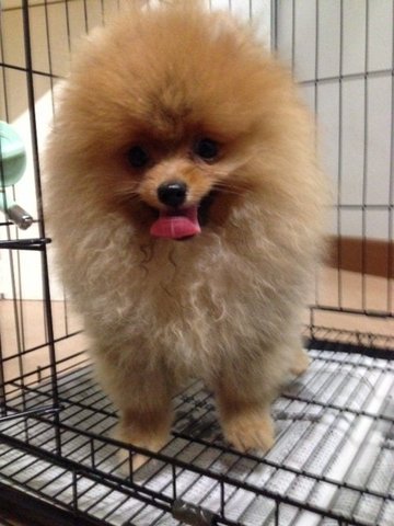 Grade A Orange Pomeranian American - Pomeranian Dog