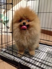 Grade A Orange Pomeranian American - Pomeranian Dog