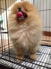 Grade A Orange Pomeranian American - Pomeranian Dog