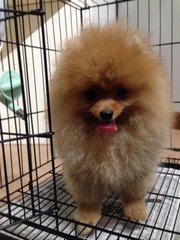 Grade A Orange Pomeranian American - Pomeranian Dog