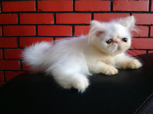 Casandra - Persian Cat